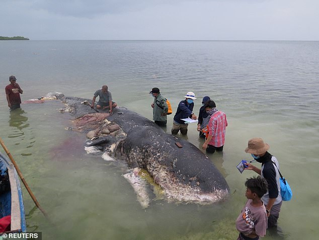 Bangkai Paus Penuh Sampah, "Fakta Mengerikan," kata WWF Indonesia